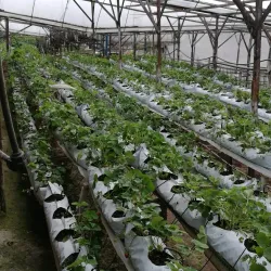 Strawberry Farm - Cameron Highlands