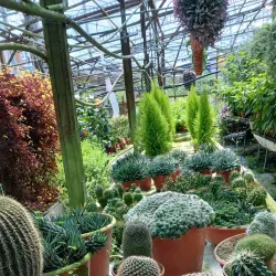 Strawberry Farm - Cameron Highlands