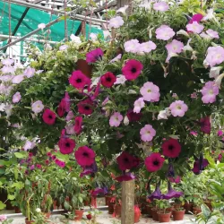 Strawberry Farm - Cameron Highlands