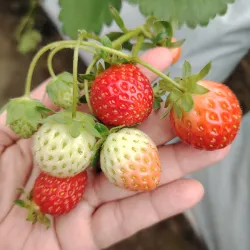 Strawberry Farm - Cameron Highlands