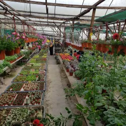 Strawberry Farm - Cameron Highlands