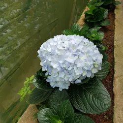 Strawberry Farm - Cameron Highlands