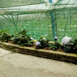 Strawberry Farm - Cameron Highlands