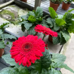 Strawberry Farm - Cameron Highlands