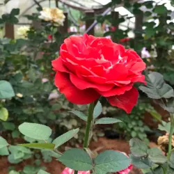 Strawberry Farm - Cameron Highlands