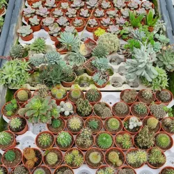 Strawberry Farm - Cameron Highlands