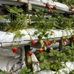 Time Tunnel Museum - Cameron Highlands