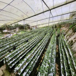 Time Tunnel Museum - Cameron Highlands