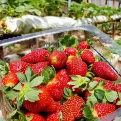 Time Tunnel Museum - Cameron Highlands