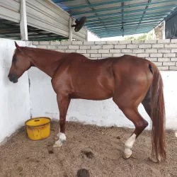 Cyberjaya Equestrian Club - Cyberjaya