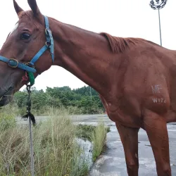 Cyberjaya Equestrian Club - Cyberjaya