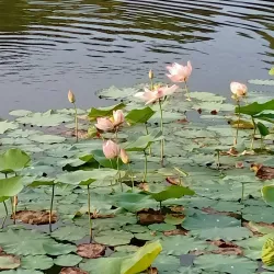 Cyberjaya Lake Gardens - Cyberjaya