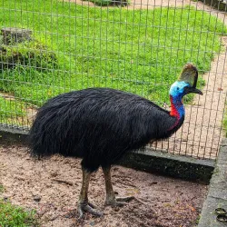 Johor Zoo - Johor Bahru