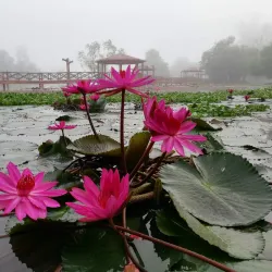 Kangar Lake Gardens (Taman Tasik Kangar) - Kangar
