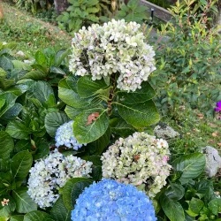 Gunung Jerai - Kedah