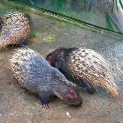 Langkawi Wildlife Park & Bird Paradise - Kedah