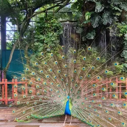 Langkawi Wildlife Park & Bird Paradise - Kedah