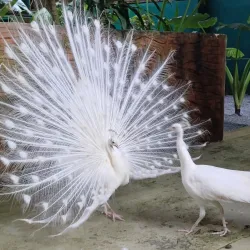 Langkawi Wildlife Park & Bird Paradise - Kedah