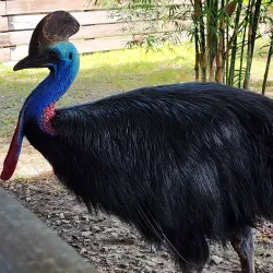 Langkawi Wildlife Park & Bird Paradise - Kedah