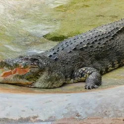 Langkawi Wildlife Park & Bird Paradise - Kedah