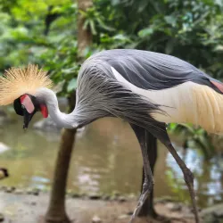 Langkawi Wildlife Park & Bird Paradise - Kedah
