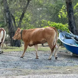 Rantau Abang Beach - Kemaman