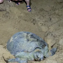 Teluk Mak Nik Beach - Kemaman
