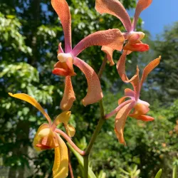 Keningau Agricultural Park - Keningau