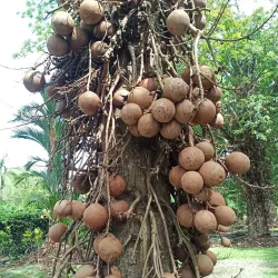Keningau Agricultural Park - Keningau