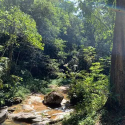 FRIM (Forest Research Institute Malaysia) - Kepong