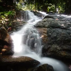 FRIM (Forest Research Institute Malaysia) - Kepong