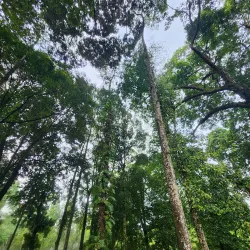 FRIM (Forest Research Institute Malaysia) - Kepong