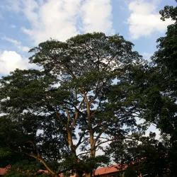 Taman Rekreasi Bandar Menjalara - Kepong