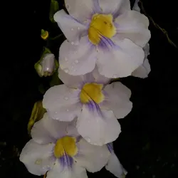 Taman Tasik Bandar Menjalara - Kepong