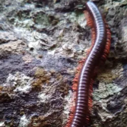 Gunung Lambak - Kluang