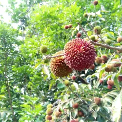 Kluang Waterfall (Air Terjun Kluang) - Kluang