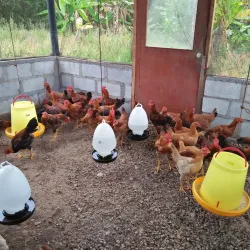 Kluang Waterfall (Air Terjun Kluang) - Kluang