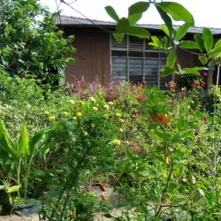 Kluang Waterfall (Air Terjun Kluang) - Kluang