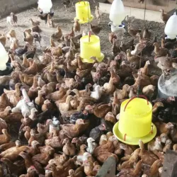 Kluang Waterfall (Air Terjun Kluang) - Kluang