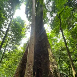 Kota Damansara Park - Kota Damansara