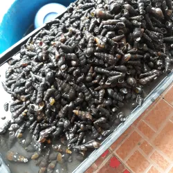 Pasar Besar Kuala Lipis (Kuala Lipis Market) - Kuala Lipis