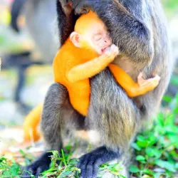 Altingsburg Lighthouse - Kuala Selangor