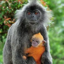 Bukit Malawati Monkey Sanctuary - Kuala Selangor