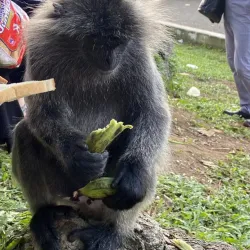 Kuala Selangor Firefly Park - Kuala Selangor