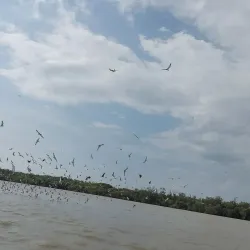 Kuala Selangor Firefly Park - Kuala Selangor