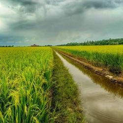Sekinchan Paddy Fields - Kuala Selangor
