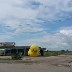 Sekinchan Paddy Fields - Kuala Selangor