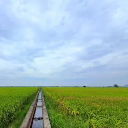 Sekinchan Paddy Fields - Kuala Selangor
