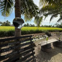 Sekinchan Paddy Fields - Kuala Selangor