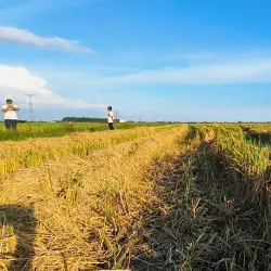 Sekinchan Paddy Fields - Kuala Selangor